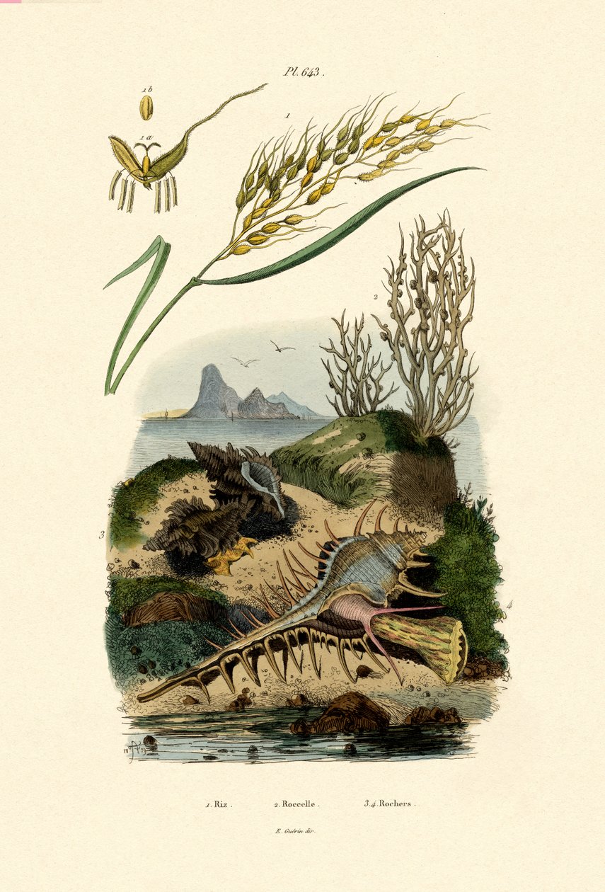 Arroz, 1833-39 de French School