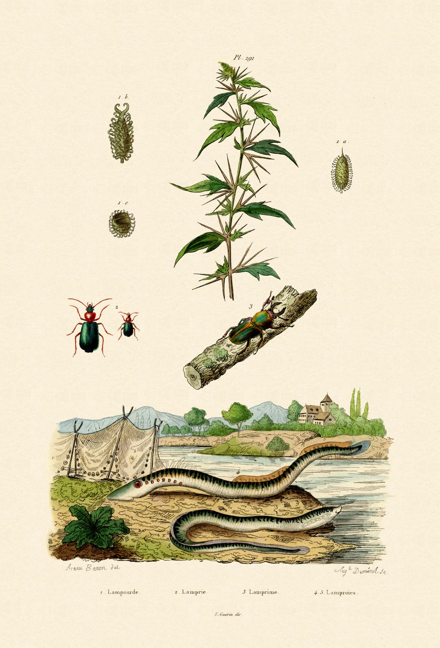 Cockleburr áspero, 1833-39 de French School