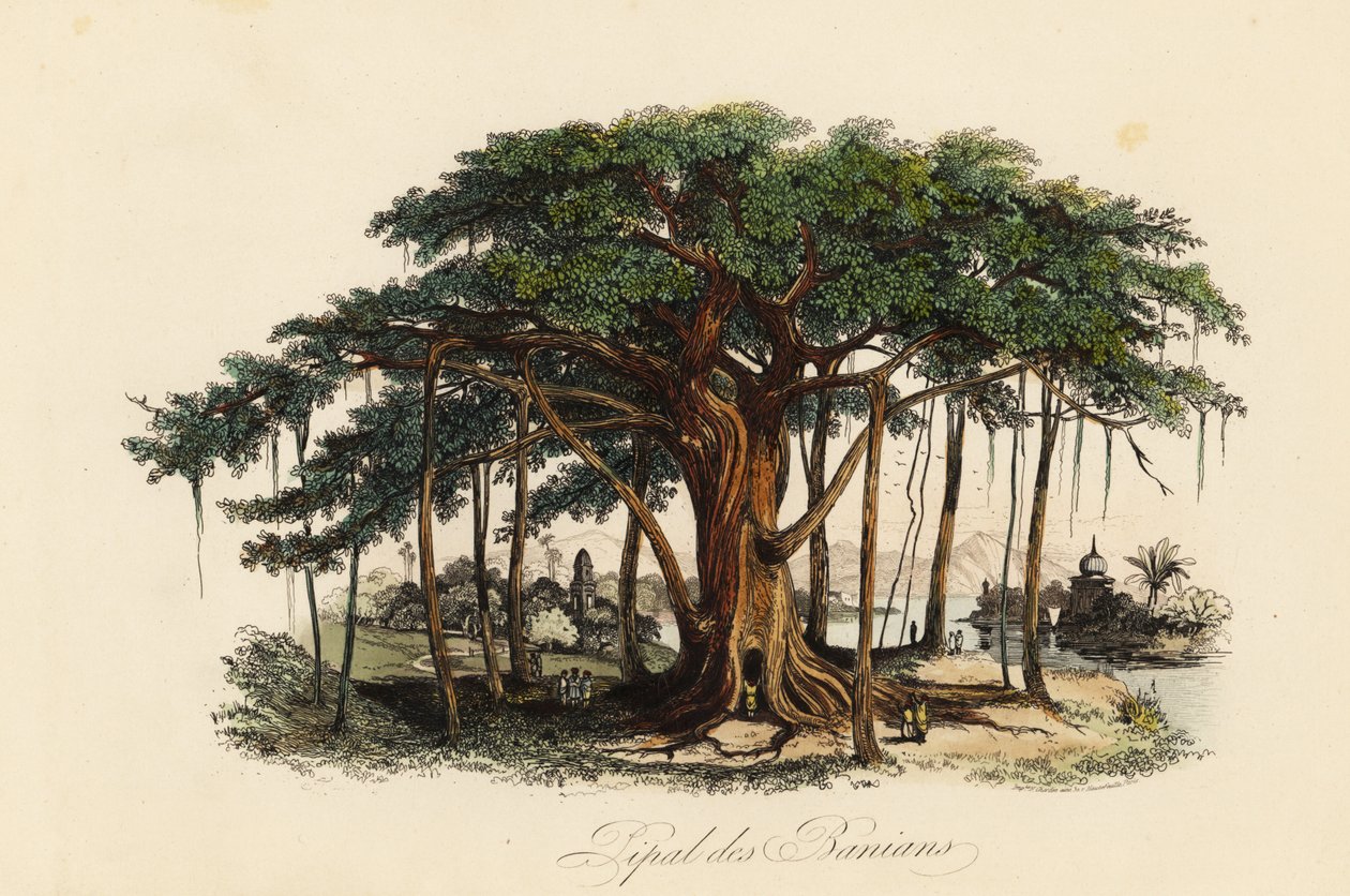 Figueira sagrada, Ficus religiosa, também conhecida como árvore bodhi, árvore banianeira, árvore banyan, árvore pippala, árvore peepul, árvore peepal ou árvore ashwattha de French School