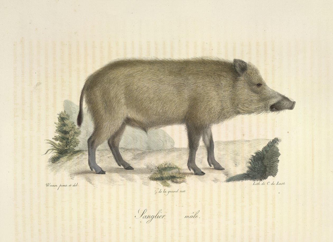 Javali, macho, de História Natural dos Mamíferos (lito a cores) de French School