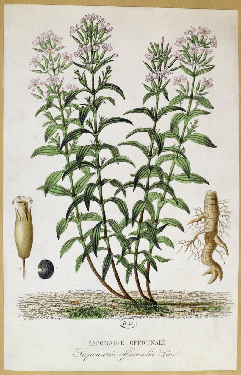 Saponaria officinalis, século XIX (gravura a cores) de French School