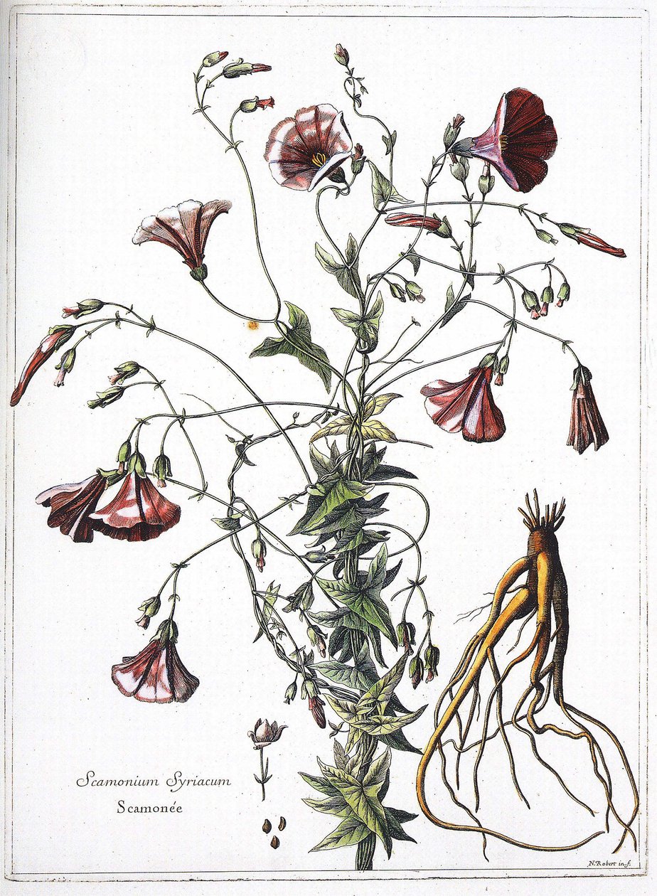 Scamoneum (Scamonium Syriacum) - de "A coleção de plantas gravadas pela ordem do rei Luís XIV". de French School
