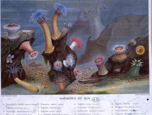 Sea Anemones, a partir de um livro publicado pela Hachette (cor litho) de French School