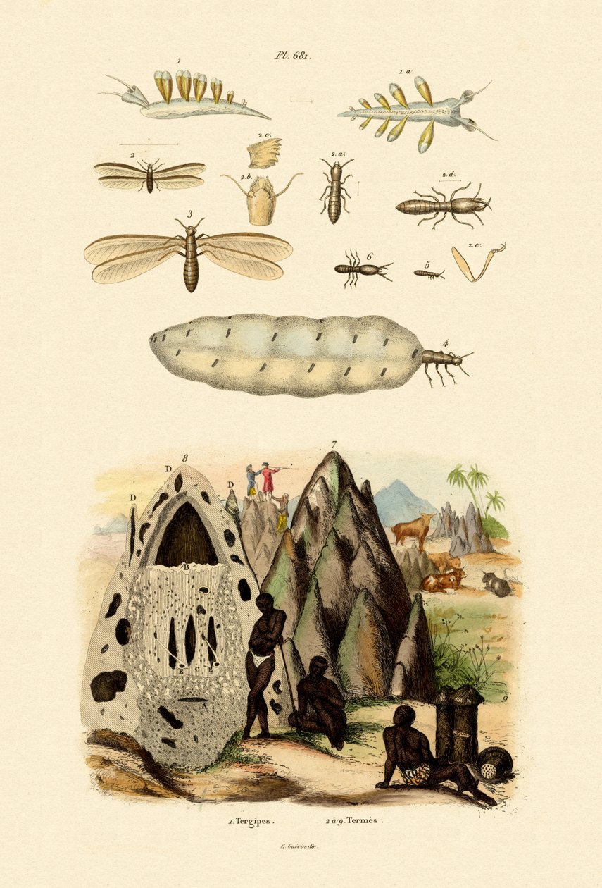Lesma do mar, 1833-39 de French School