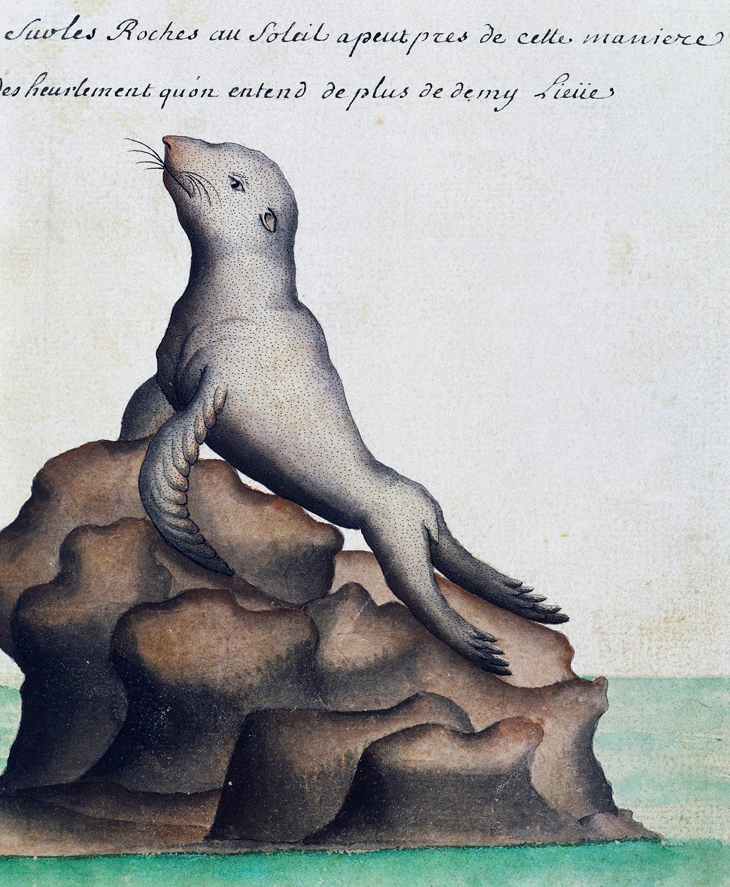 Seal, Ilhas Galápagos, aguarela do livro de registro de Jacques Gouin de Beauchesne (1652-1730), capitão da Compagnie royale de la Mer du Sud, de 1698 a 1701, França de French School