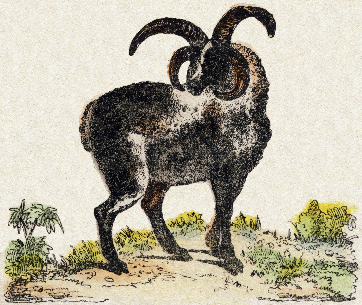 Ovelhas. Gravura no "Alfabeto dos animaux sauvages". 9ª Série. Imagem de Epinal, Pellerin, impressora-editora, cerca de 1870. Gravura em madeira, stencilled. 16 páginas. Dimensões: 20 x 15 cm. Coleção Particular de French School