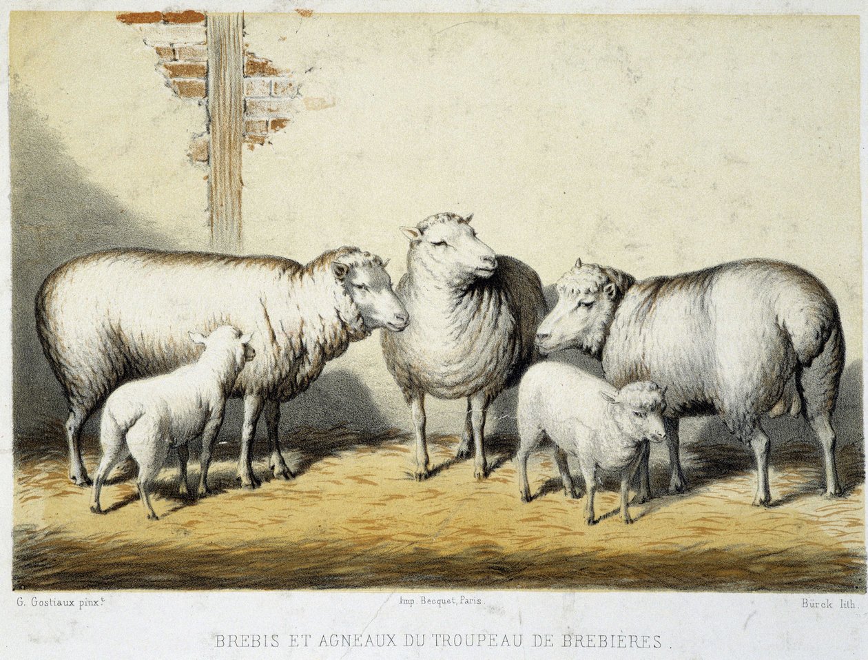 Ovelhas e cordeiros do rebanho Brebières - Litografia de French School