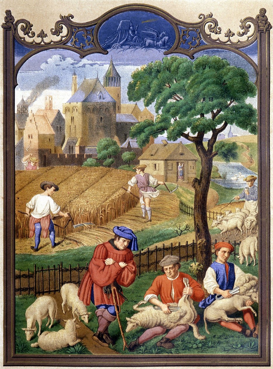 Corte e colheita de ovelhas - miniatura, Idade Média. de French School