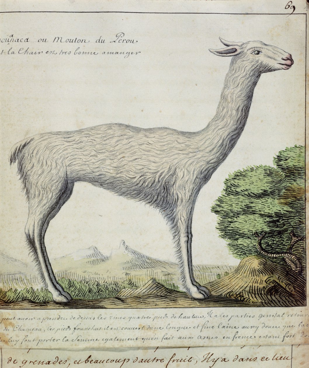Ovelhas do Peru (Lama ou Alpaca) (wc no papel) de French School