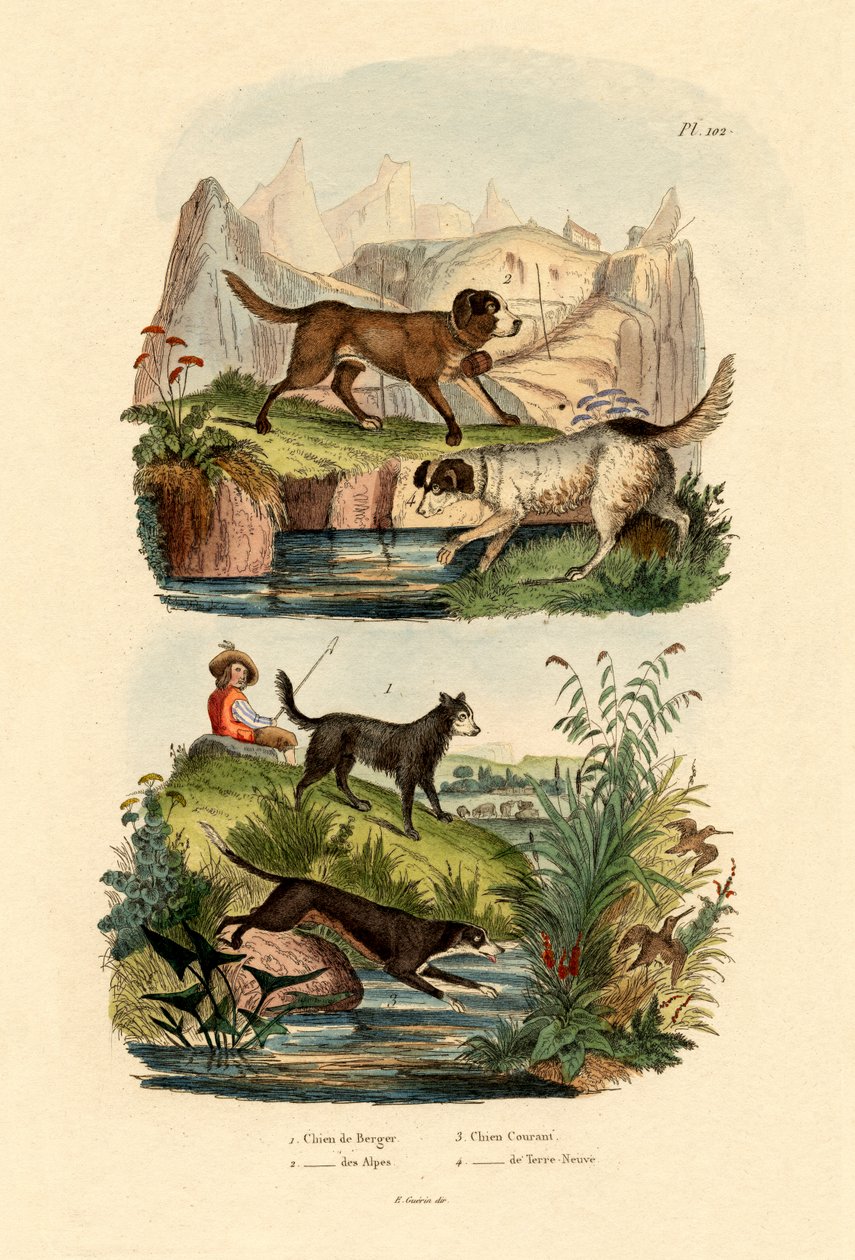 Cão pastor, 1833-39 de French School