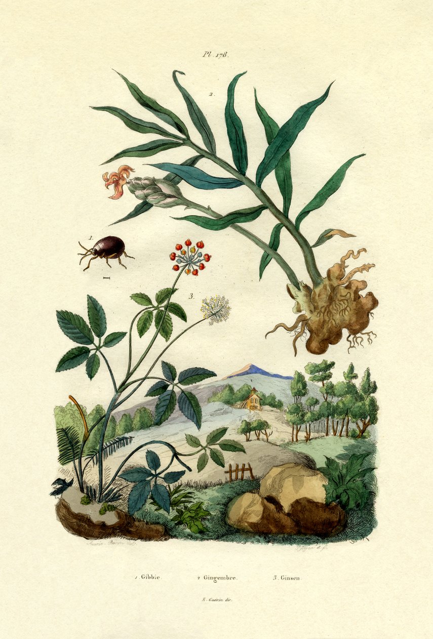 Besouro de aranha brilhante, 1833-39 de French School
