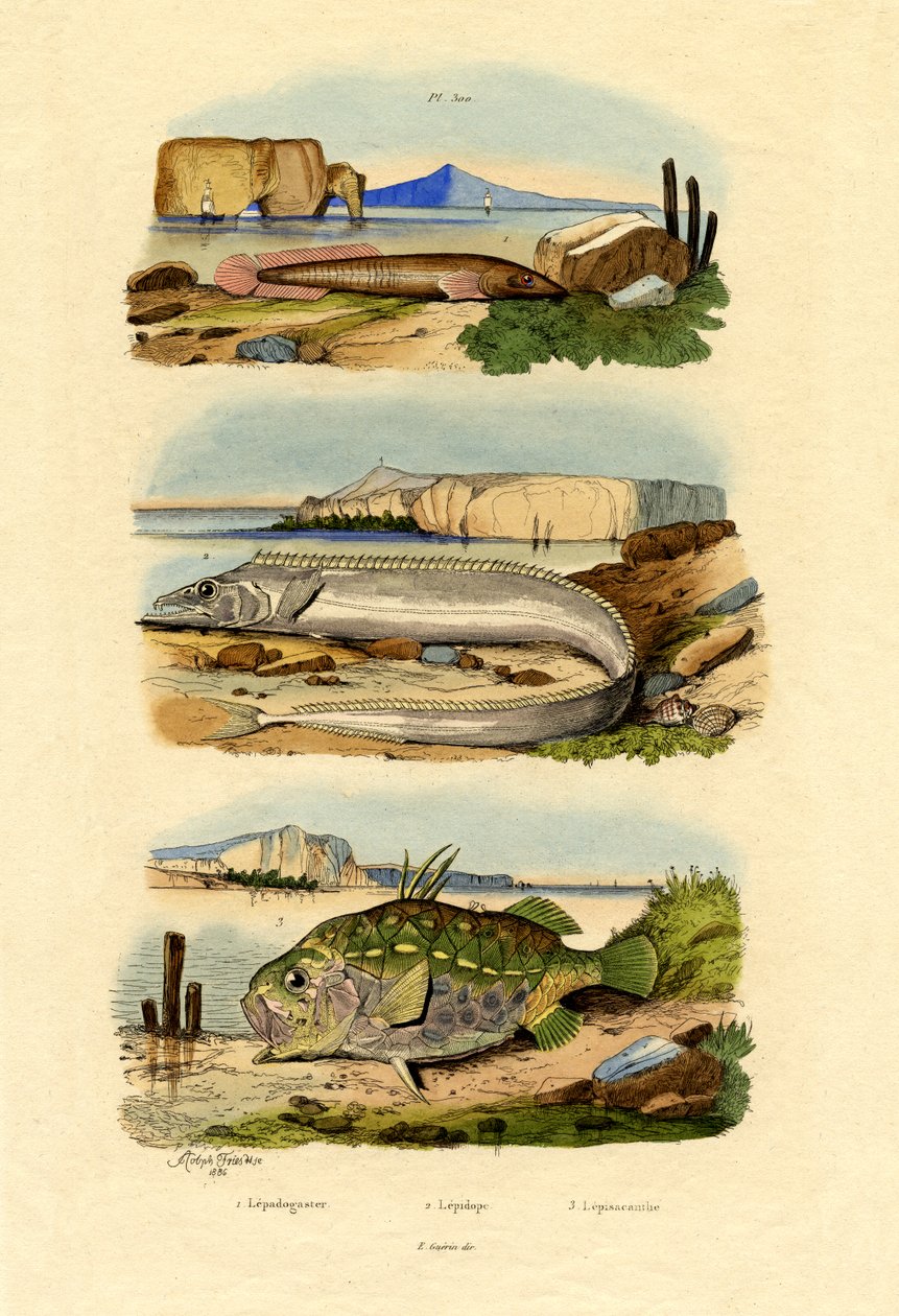 Shore Clingfish, 1833-39 de French School