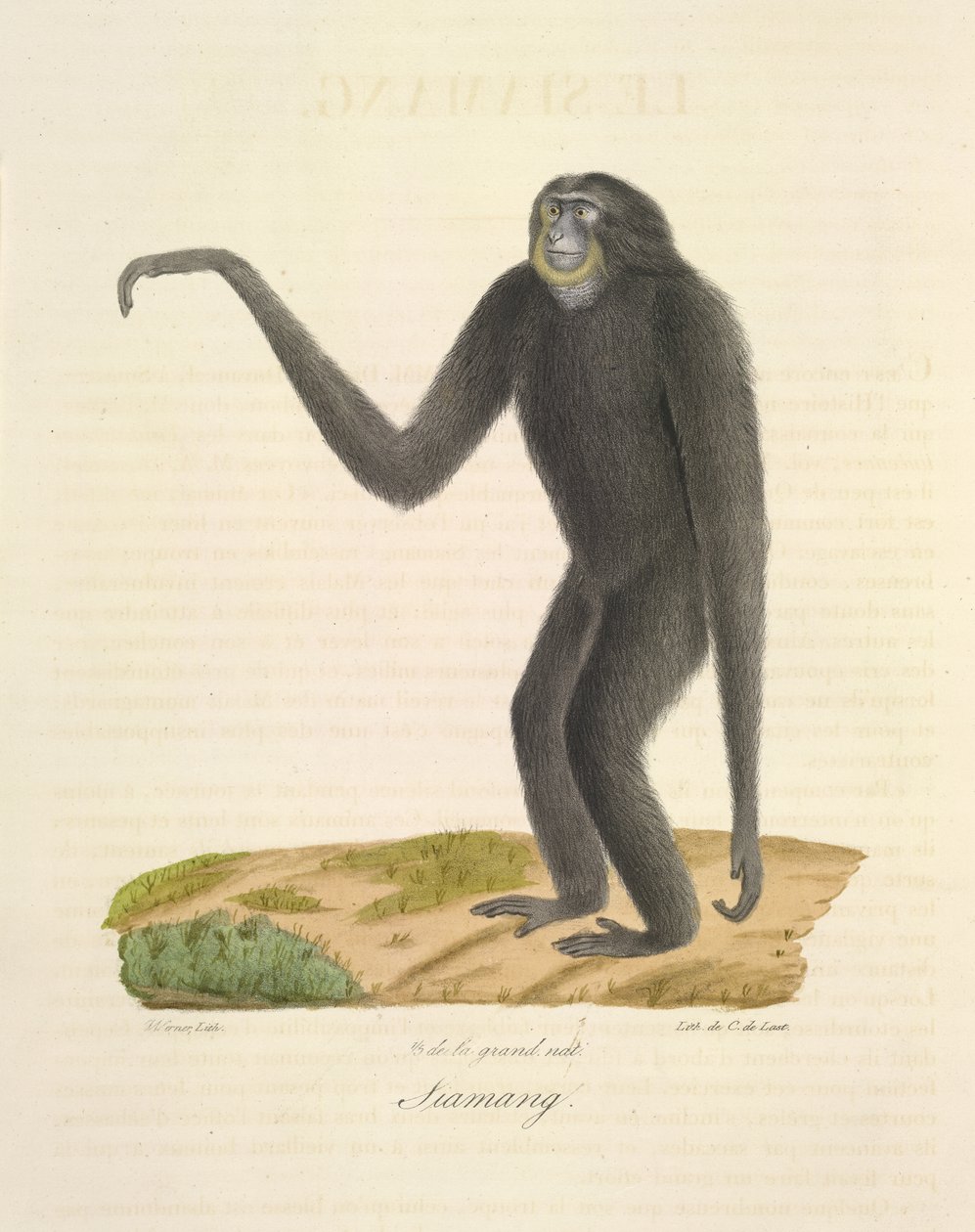 Siamang, de Natural History of Mammals (cor litho) de French School