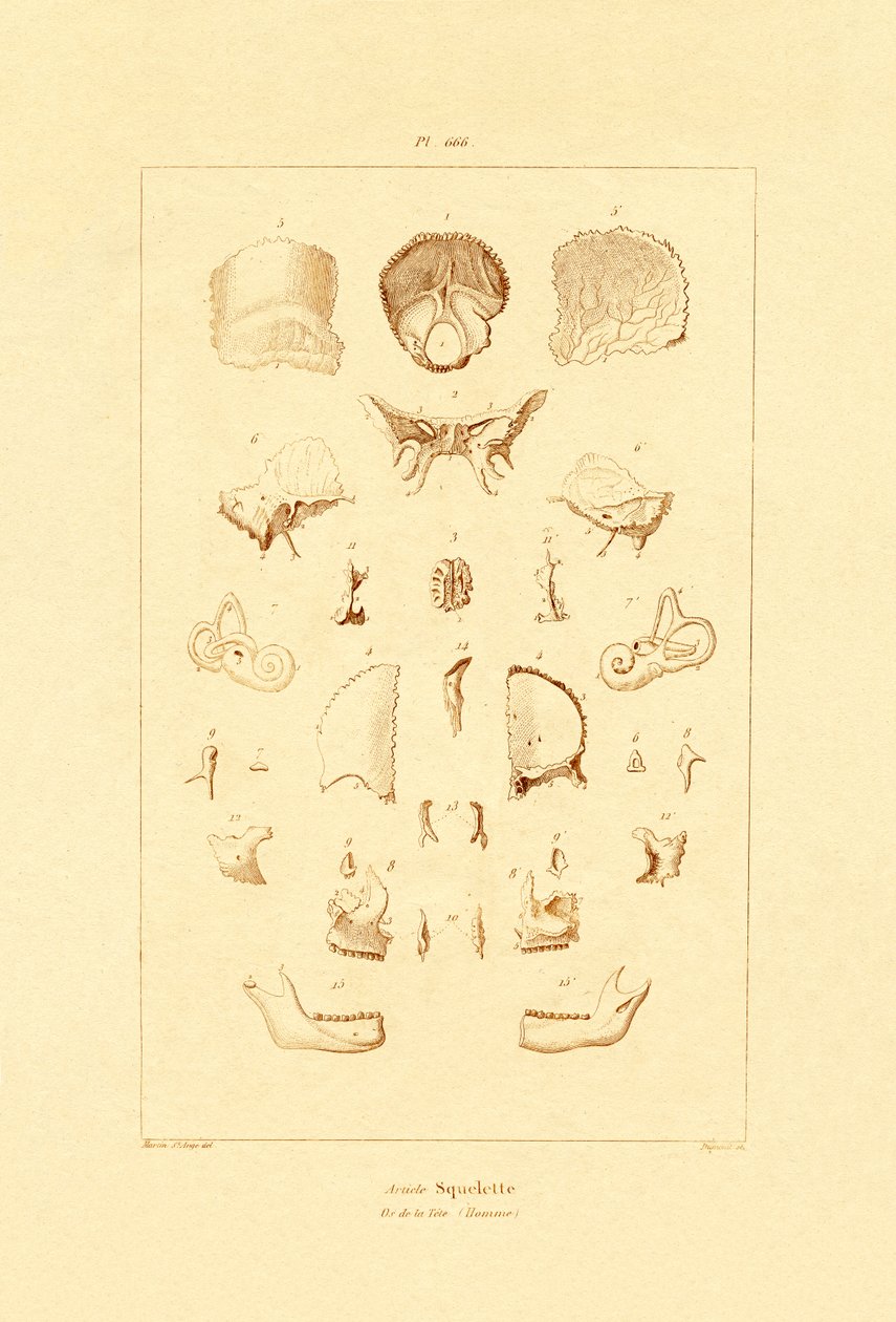 Esqueleto, 1833-39 de French School