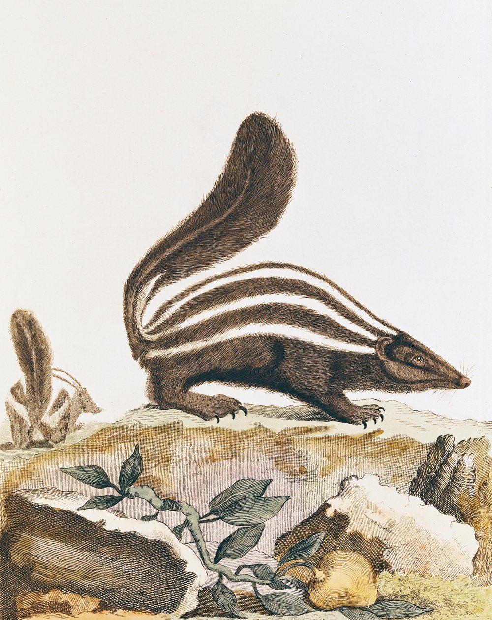 Skunk, de &39;História Natural&39; de Georges Louis Leclerc Buffon (1707-88) 1749-1804 de French School