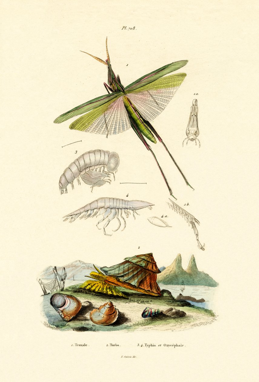 Gafanhoto de cara inclinada, 1833-39 de French School