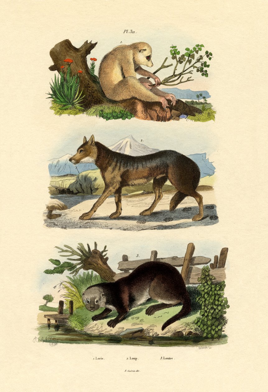 Macaco Preguiça, 1833-39 de French School