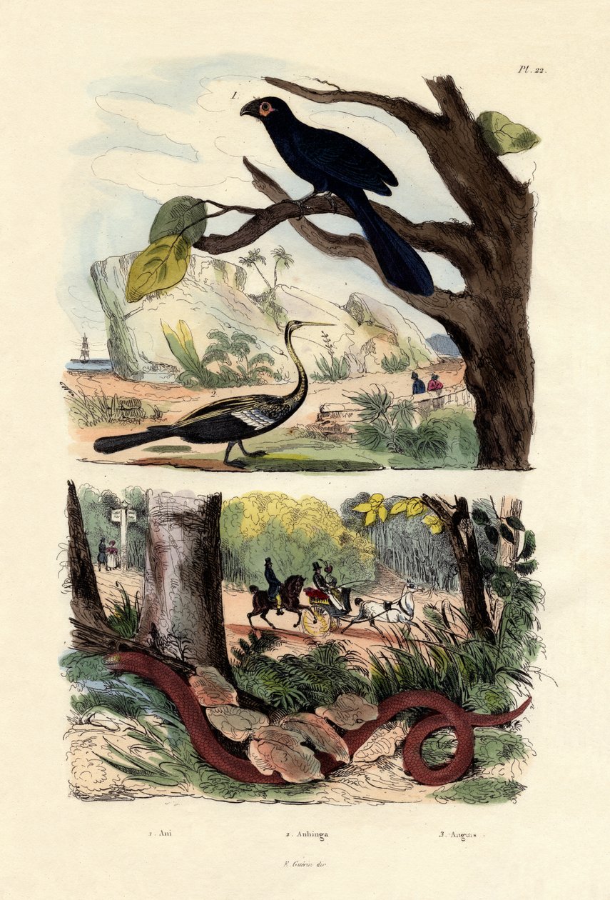 Ani de bico liso, 1833-39 de French School