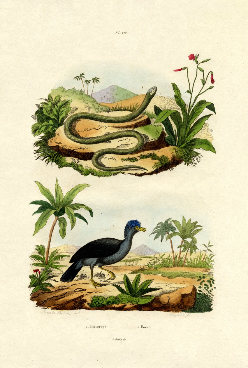 Cobra, 1833-39 de French School