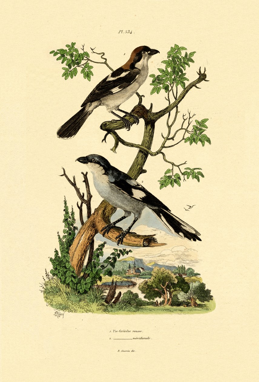 Picanço-cinzento-meridional, 1833-39 de French School