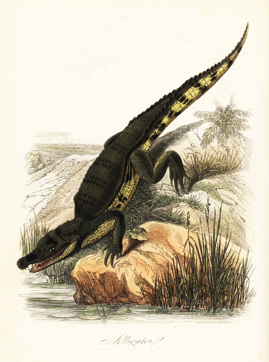 Jacaré-de-óculos, crocodilo jacaré de French School