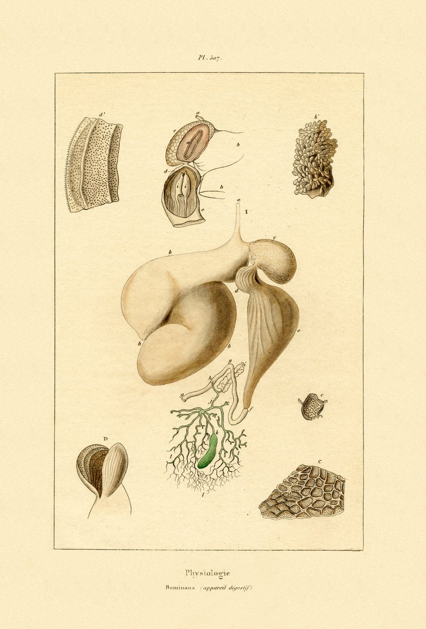 Estômago, 1833-39 de French School