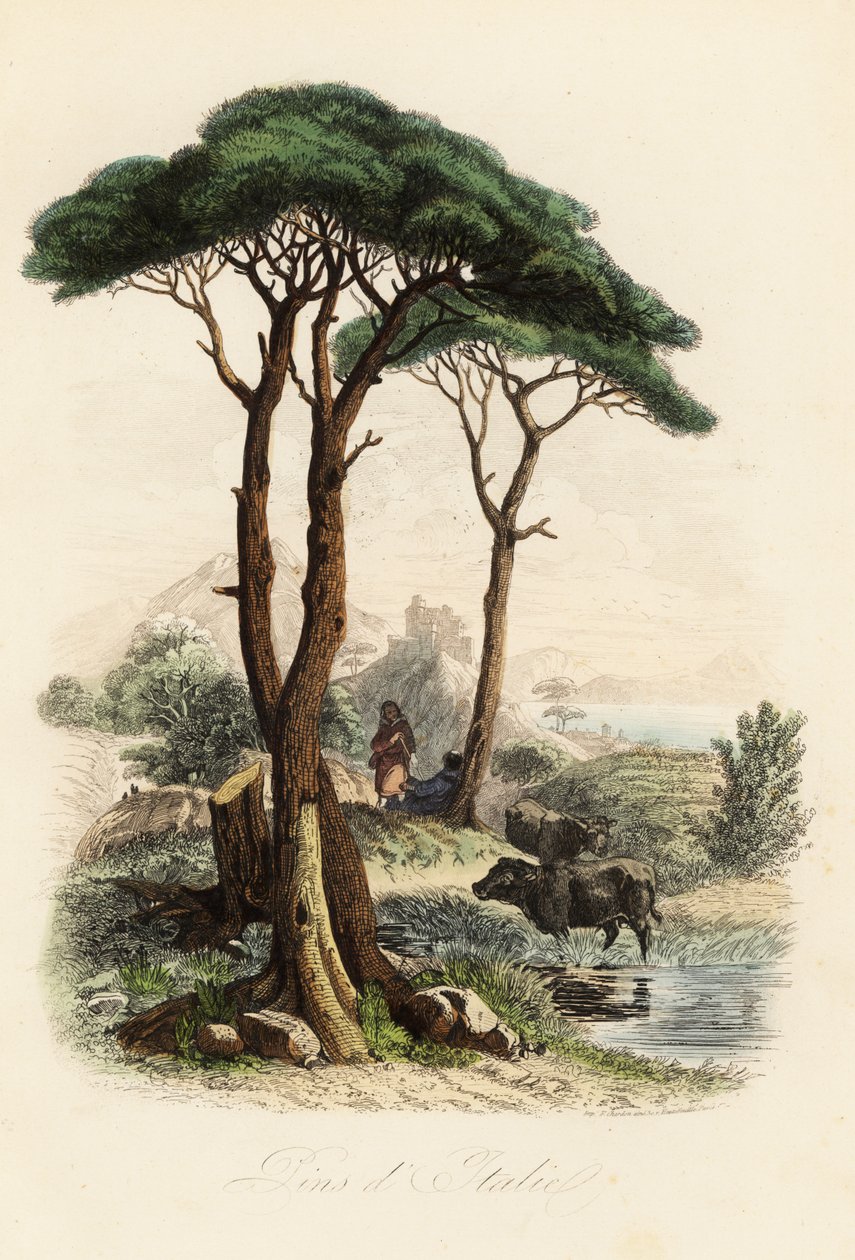 Pinheiro-manso, Pinus pinea, também conhecido como o pinheiro-manso italiano, pinheiro guarda-chuva e pinheiro guarda-sol de French School