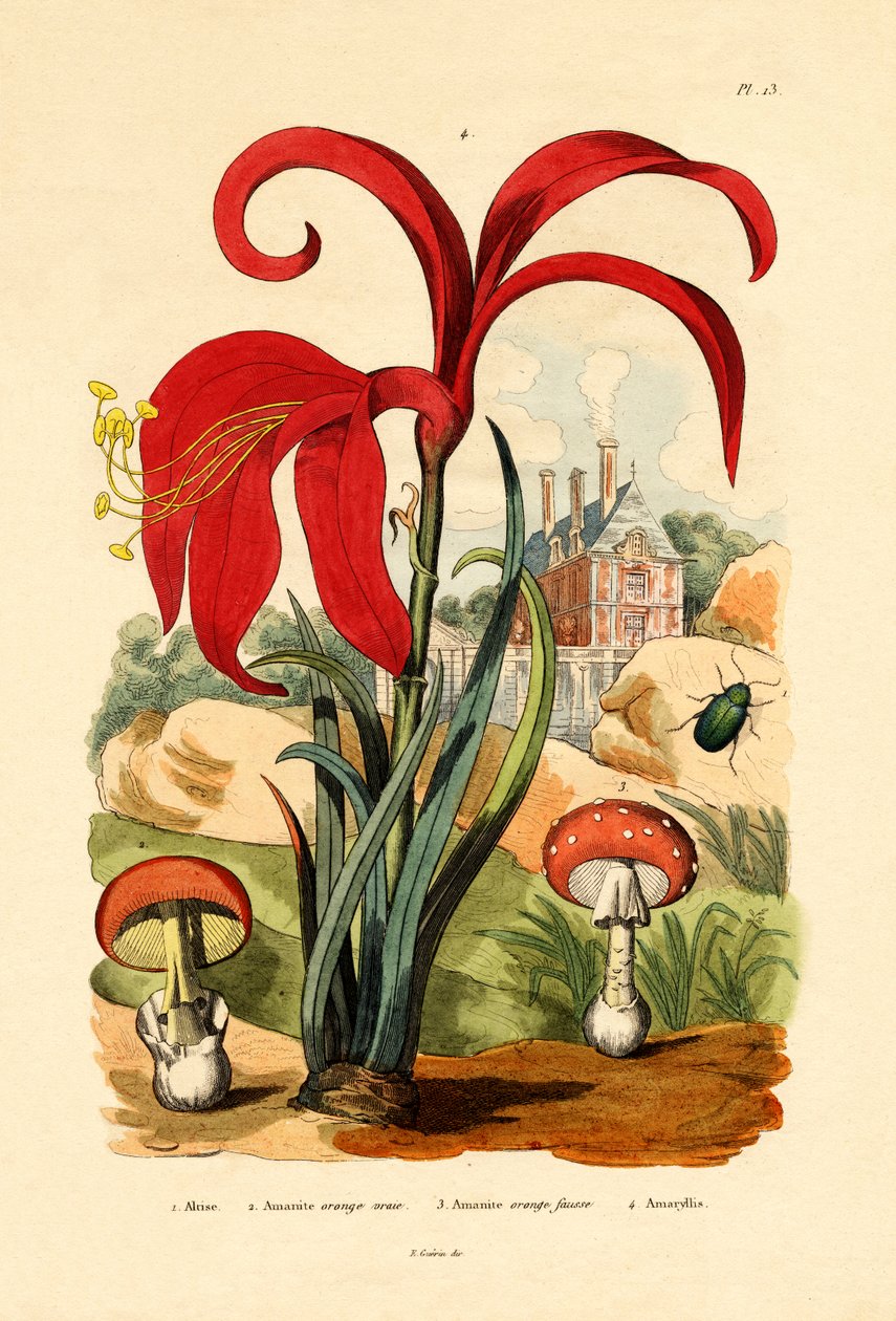 Besouro de pulga listrado, 1833-39 de French School