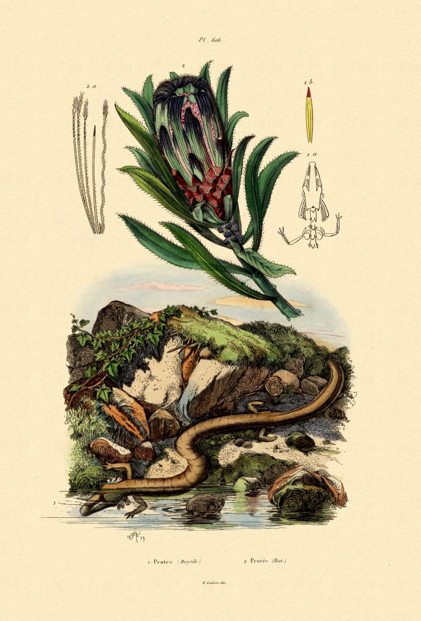 Sugarbush, 1833-39 de French School