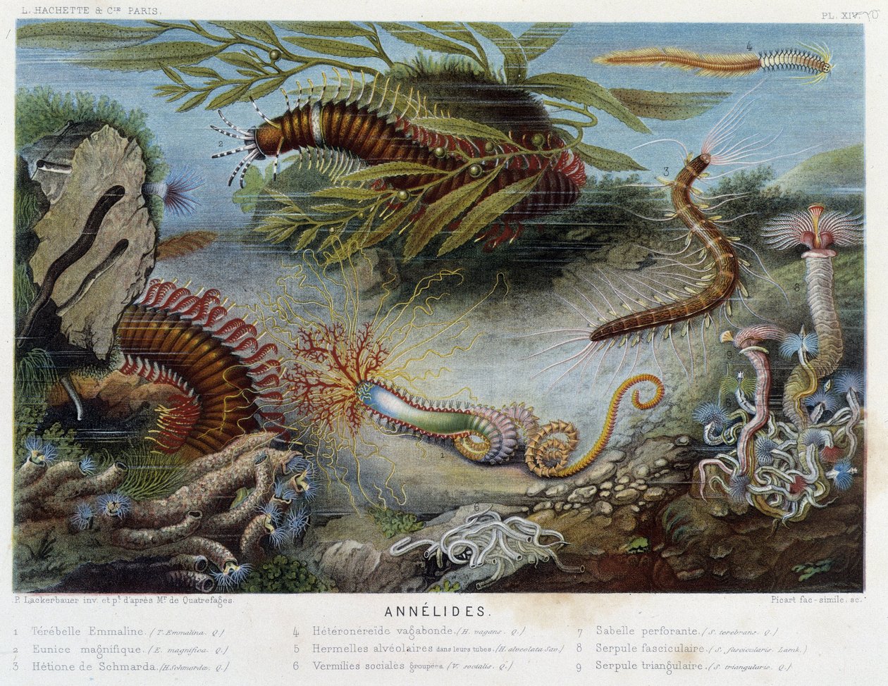 Sunapte de Duvernoy - no "Le Monde de la Mer" de Alfred Fredol. ed. Paris, Hachette. de French School
