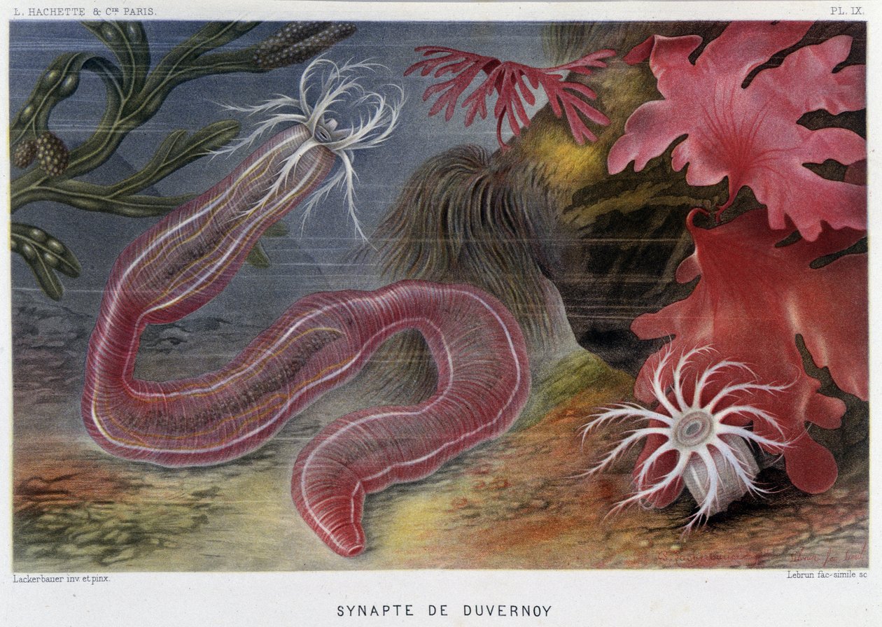 Sunapte de Duvernoy - in "Le Monde de la Mer" de Alfred Fredol. ed. Paris, Hachette. de French School
