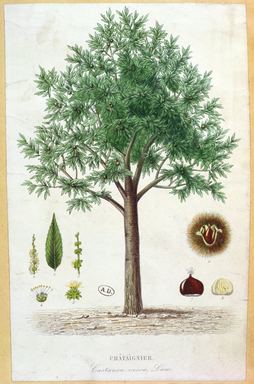 Castanheiro doce de French School