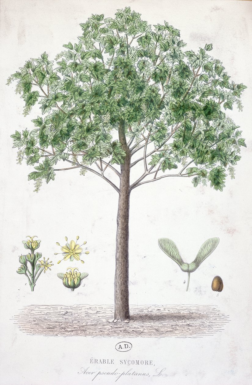 Bordo Sycamore de French School