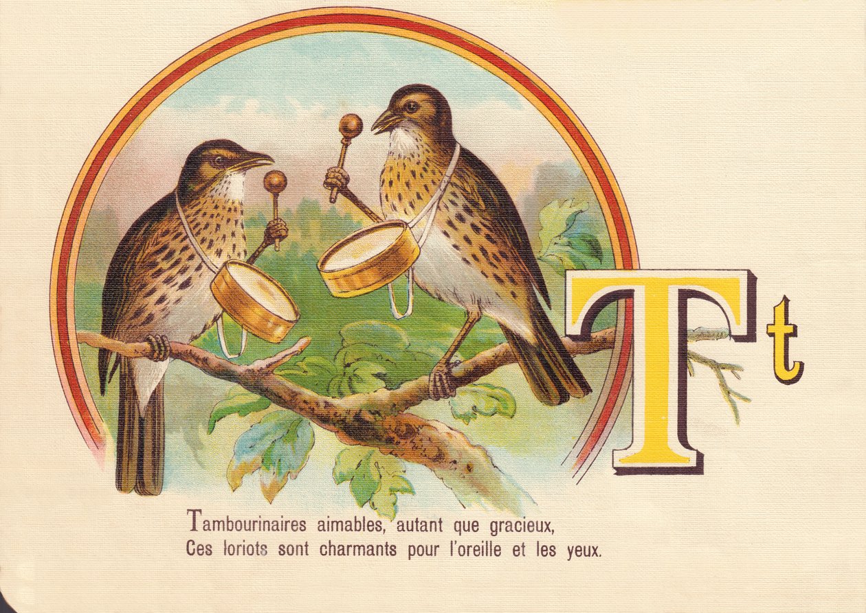 T: Tambourinarians gentis, tanto quanto graciosos, Esses loriots são encantadores para o ouvido e os olhos de French School