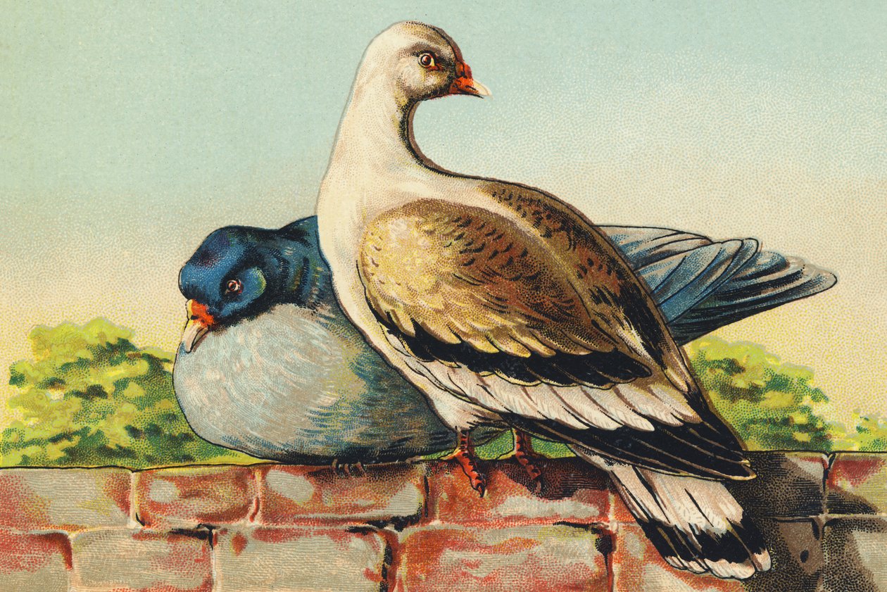 T as Turtledoves de French School