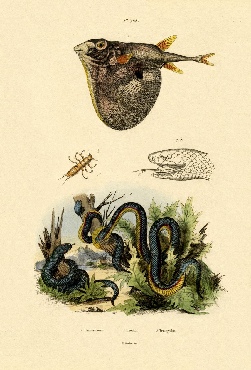 Taiwan Habu, 1833-39 de French School