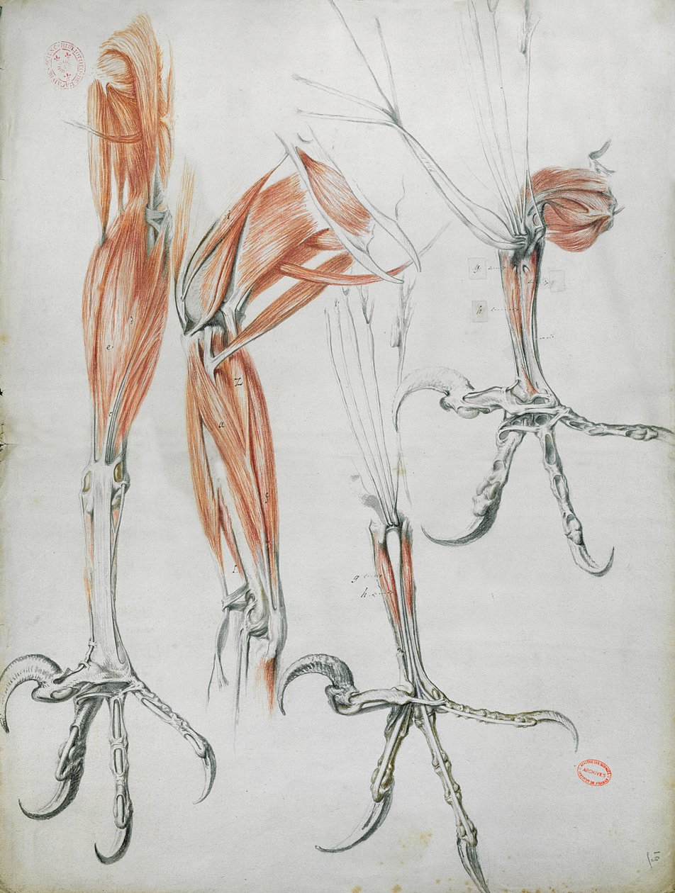 Garras de uma águia, de The Mecanique des Animaux, de Claude Perrault (1613-78) c.1670 (lápis de cor sobre papel) de French School
