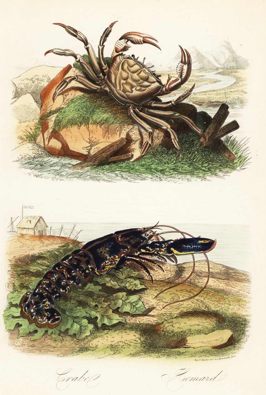 Caranguejo gigante da Tasmânia, Pseudocarcinus gigas, e lagosta europeia, Homarus gammarus de French School