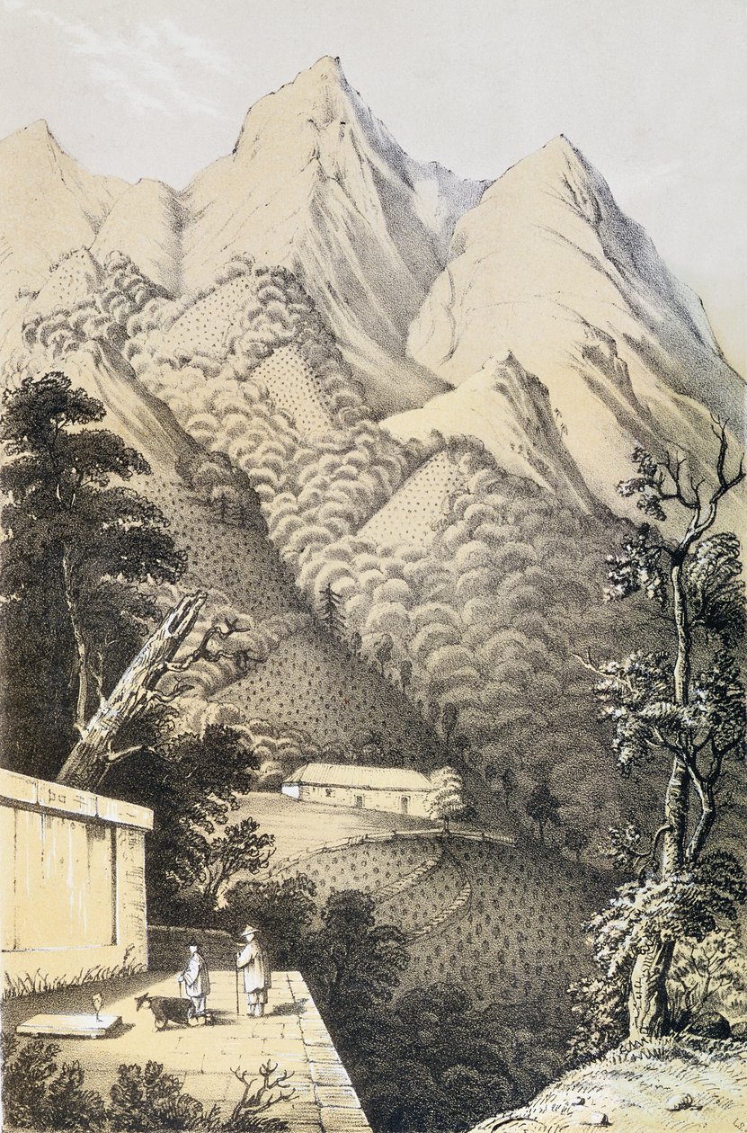 Plantações de chá no distrito do Chá Verde da China, tiradas de Uma viagem aos países do chá da China, publicado pela primeira vez em 1852, por Robert Fortune (1812-1880) de French School