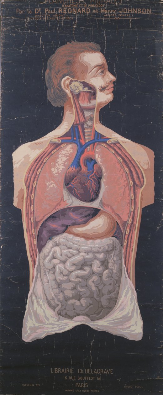 O Peito e o Estômago, de Planches Murales dAnatomie et de Physiologie, do Dr. Paul Regnard e Henry Johnson de French School