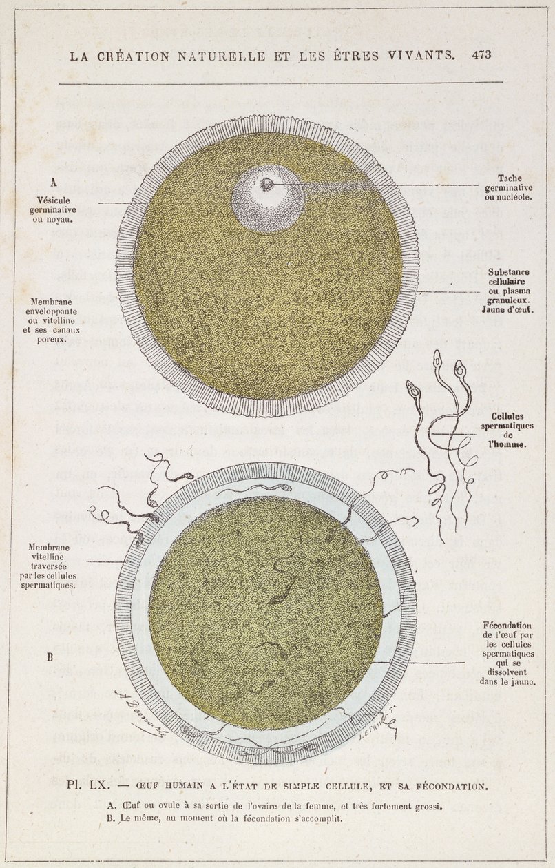 A fertilização de um ovo humano, da criação natural e do ser vivo pelo Dr. J. Rengade, c.1880 de French School