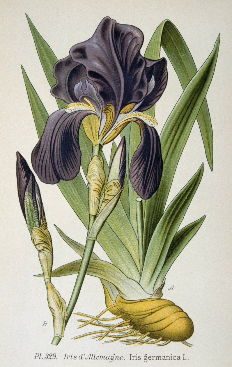 A flor da íris alemã de French School
