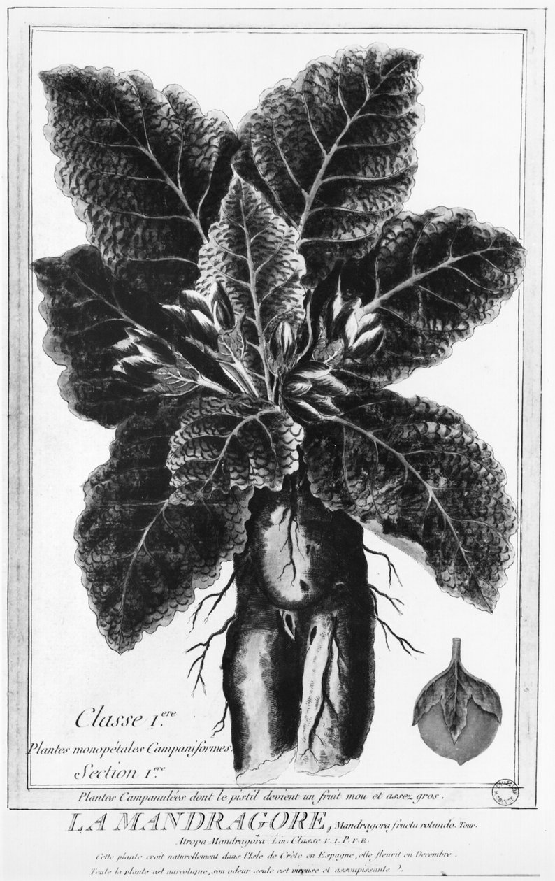 O Mandrake de French School