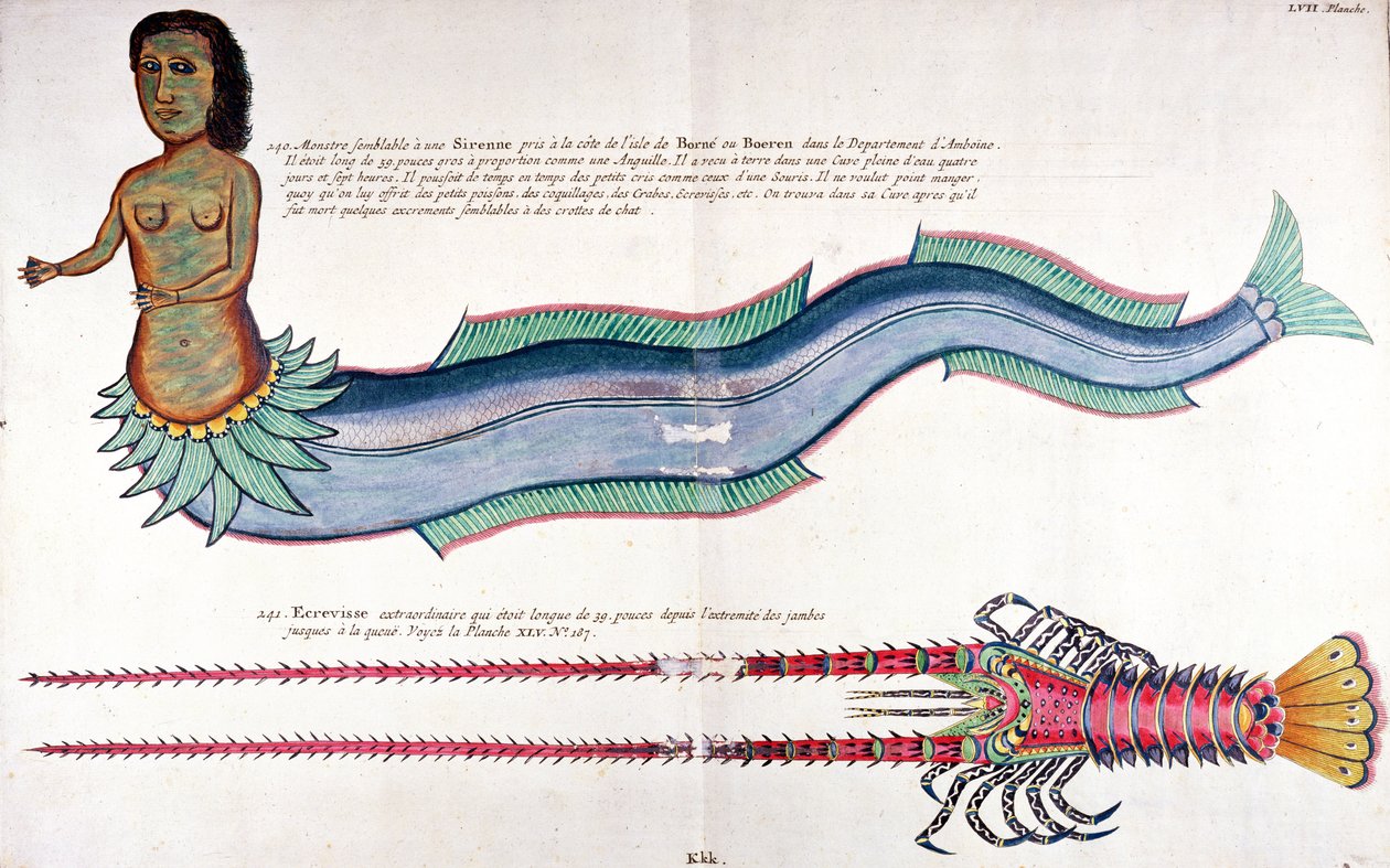A Sereia de Amboine, de "Poissons, ecrivisses et crabes de diverse couleurs" de Louis Renard, publicado em Amesterdão de French School
