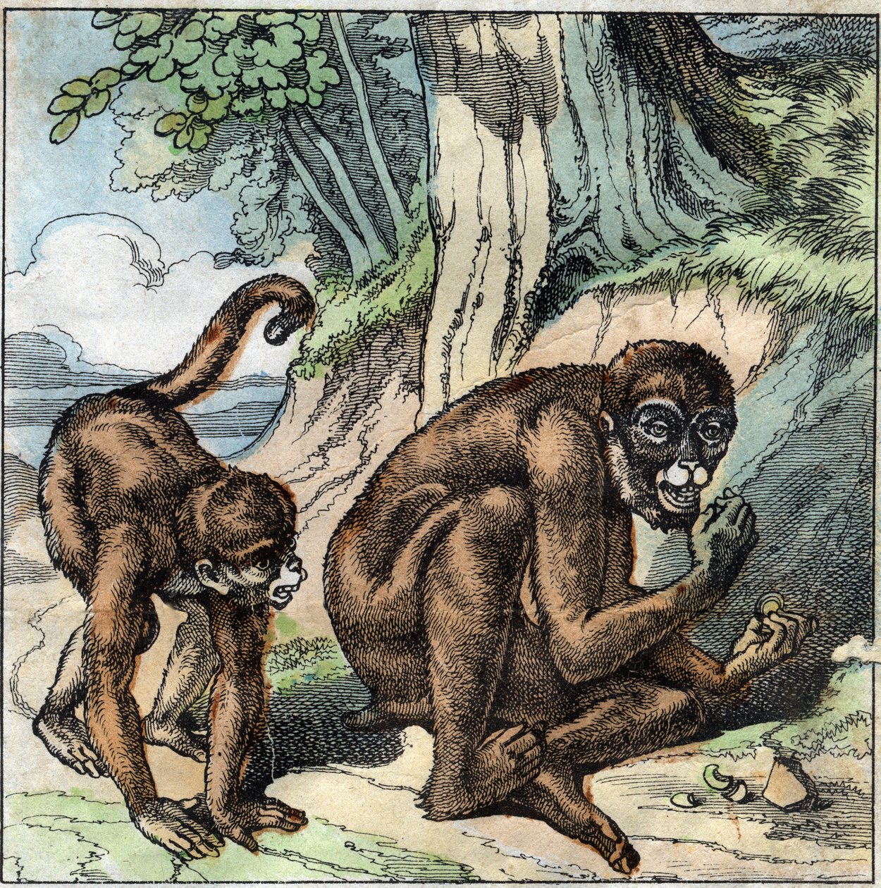 O macaco e a porca. Fábula de Jean-Pierre-Claris (Jean Pierre Claris) de Florian (1755-1794) romancista, poeta e fabulista francês. Ilustração do final do século XIX. de French School