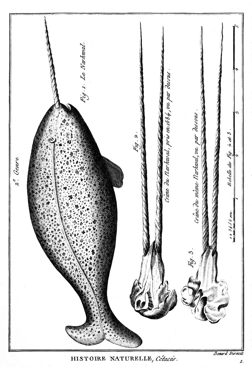 O Narhwal ou Narval, um cetáceo - em "Histoire naturelle" - gravura, n.d de French School