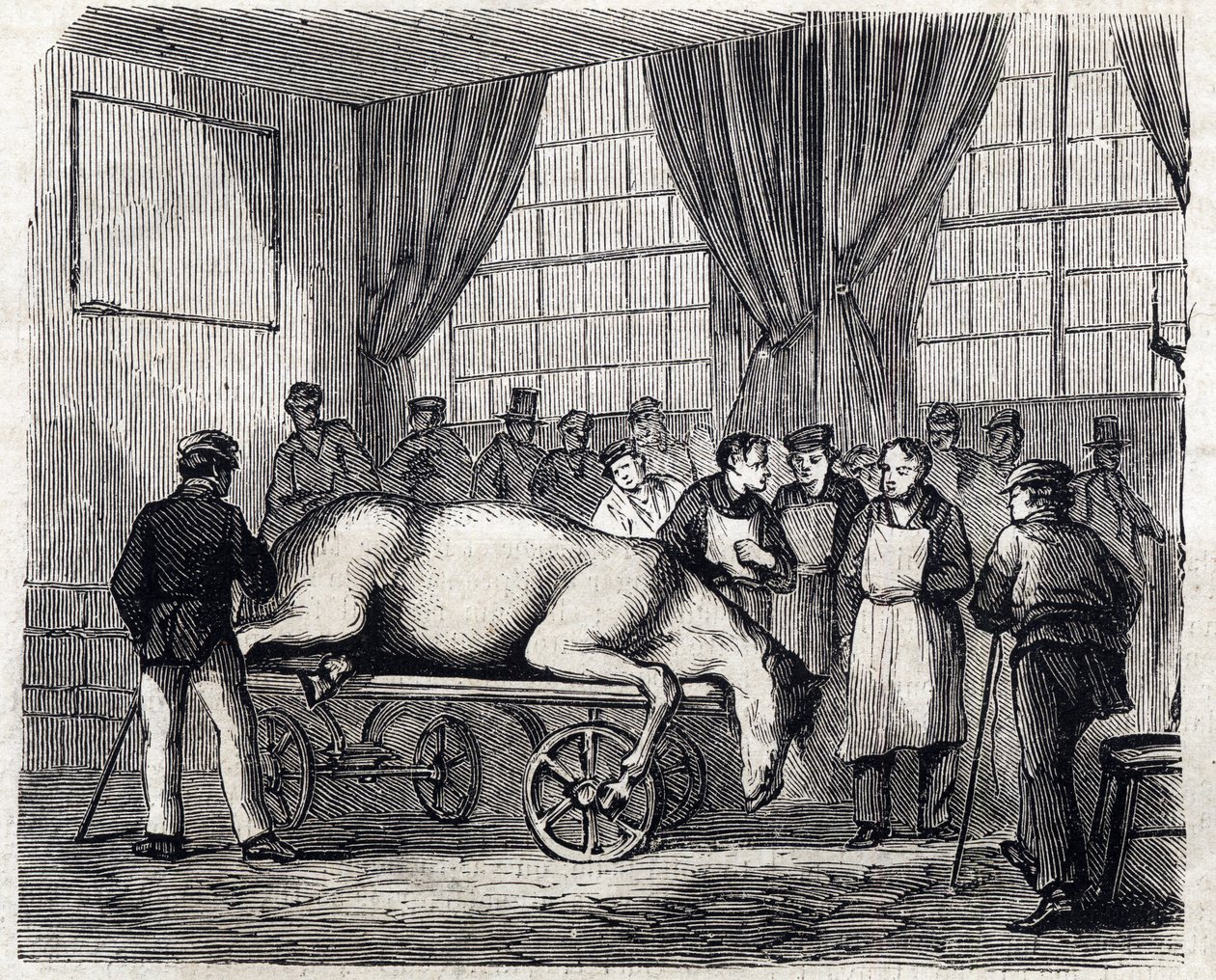 A Escola Nacional de Veterinária de Alfort - Les grandes écoles de france - école veterinaire de maison alfort en 1866 - la salle d