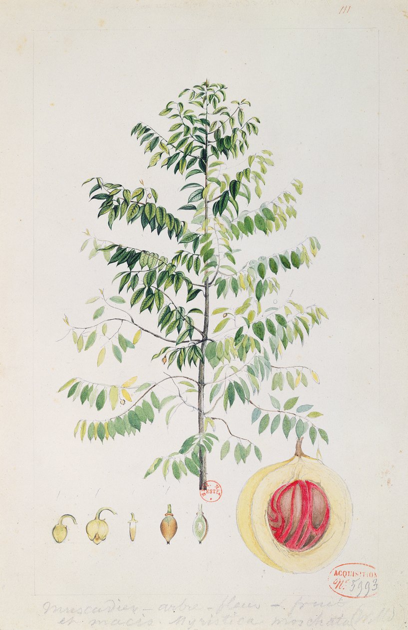 A noz-moscada, a flor e a fruta (wc no papel) de French School