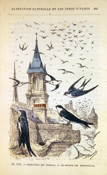 The Return of the Swallows. c.1880 (gravura a cores) de French School