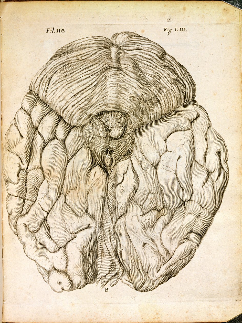 A estrutura do cérebro, de De Homine Figuris, de René Descartes (1596-1650), publicada em Haia, 1662 de French School